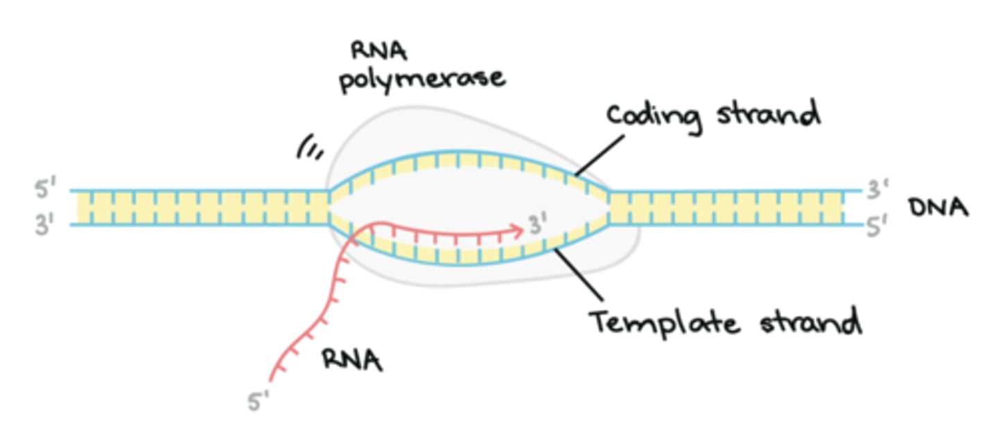 <p>Elongation:</p><p>1. RNA polymerase begins placing RNA bases on the one strand in the 5' to 3' direction, creating a copy of the other DNA strand (with uracil instead of thymine). </p><p>2. The strand that the RNA bases are being placed on is called the template strand because that is what is being built from. The other strand is called the coding strand because that is the strand that is being built, or "coded for"</p>