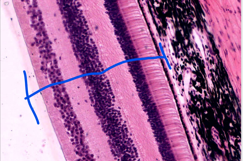 <p>layer</p>