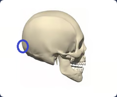 <p>Midline ectocranial point at the farthest chord length from glabella</p>