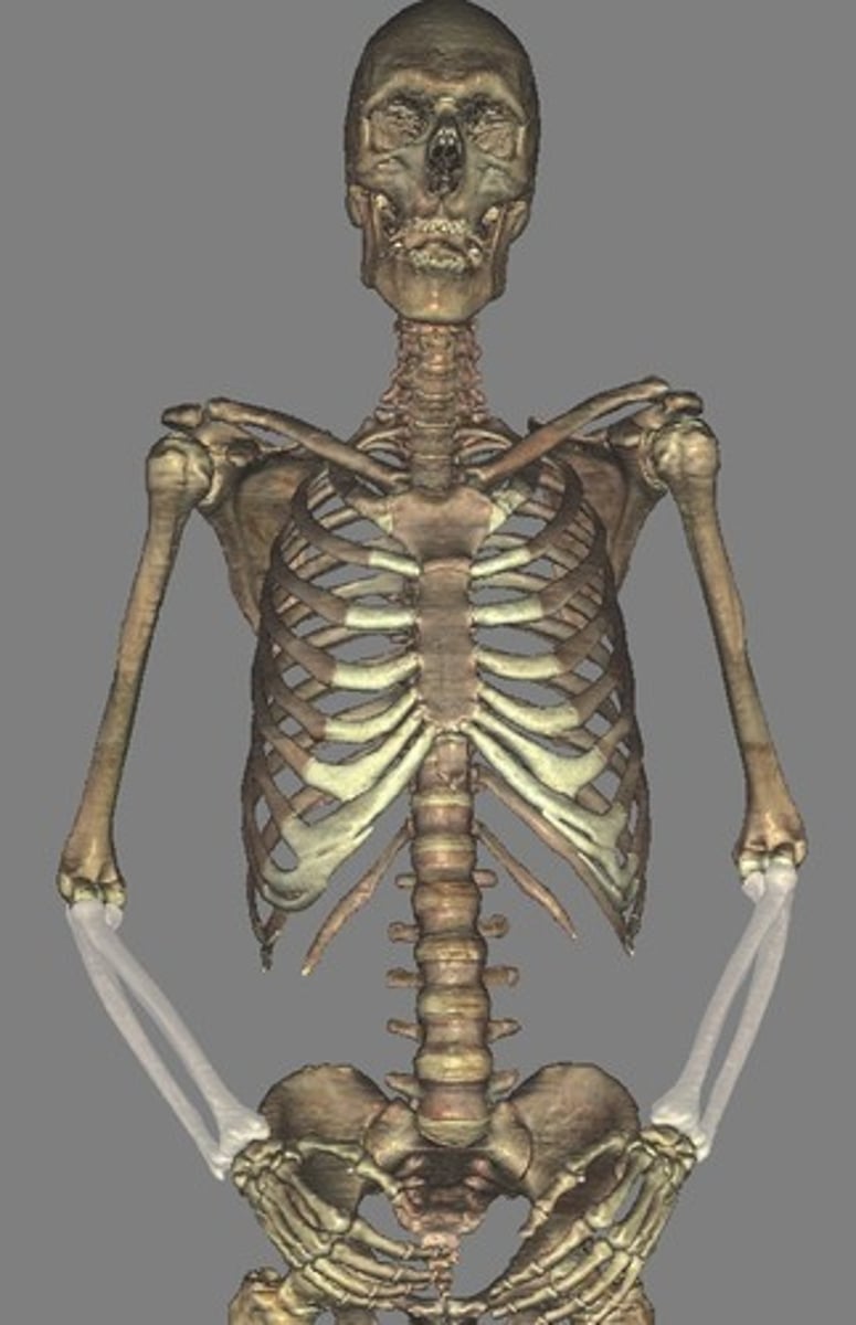 <p>Forearm</p>