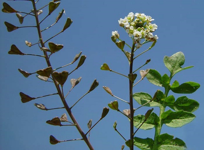 <p>Capsella bursa-pastoris - Brassicaceae</p>