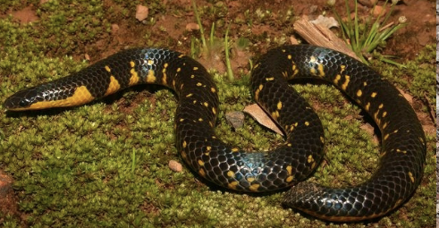 modified tail