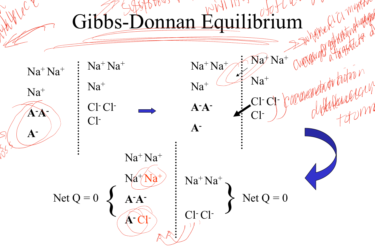 <p>systems with impermeant ions will tend to equilibrium of charges and concentration, this happens in our excitable cells, may lead to uneven distribution of concentrations of certain ions but has balanced charge, no energy is put into system </p>