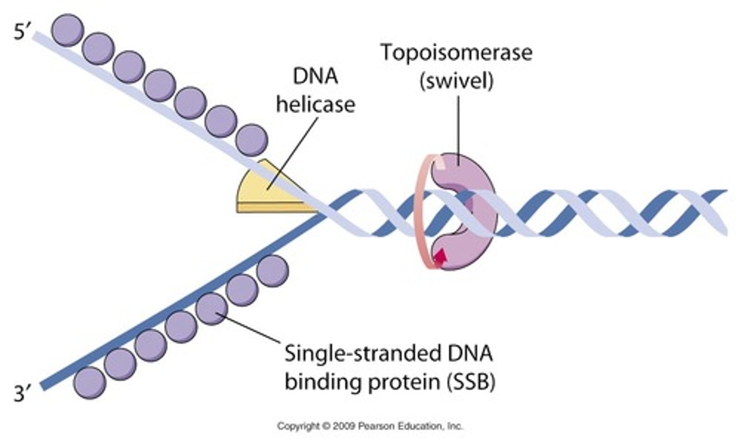 <p>A protein that functions in DNA replication, helping to relieve strain in the double helix ahead of the replication fork by twisting and rejoining DNA strands</p>