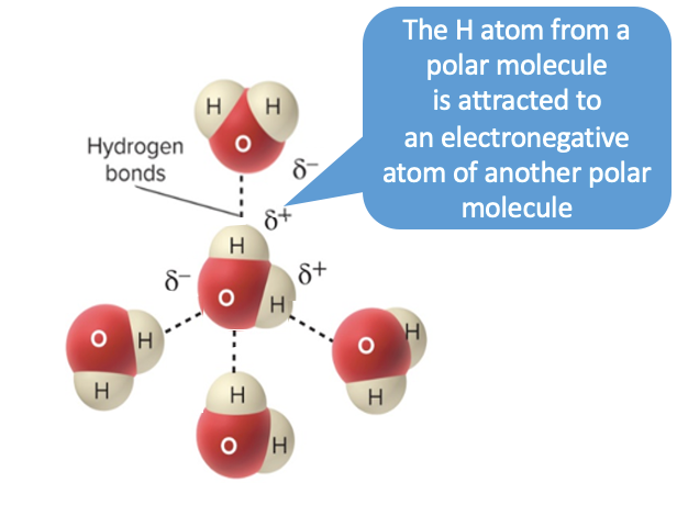 <p>hydrogen bonds</p>