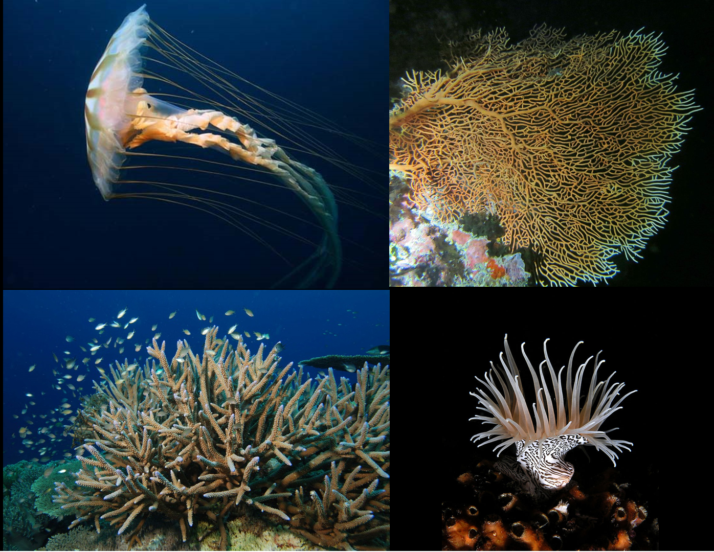 <p>Phylum Cnidaria</p>