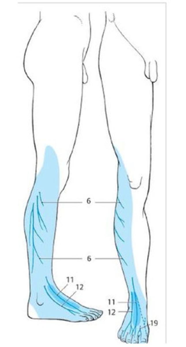 <p>What nerve supplies the blue in this picture?</p>