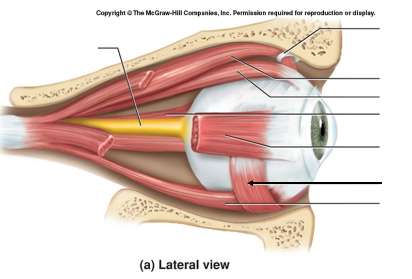 <p>CN III (oculomotor nerve), externally rotates the eye</p>
