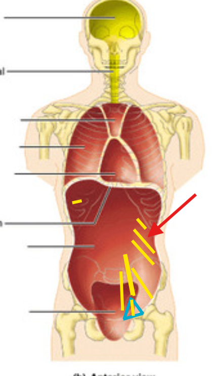 <p>What is this structure?</p>