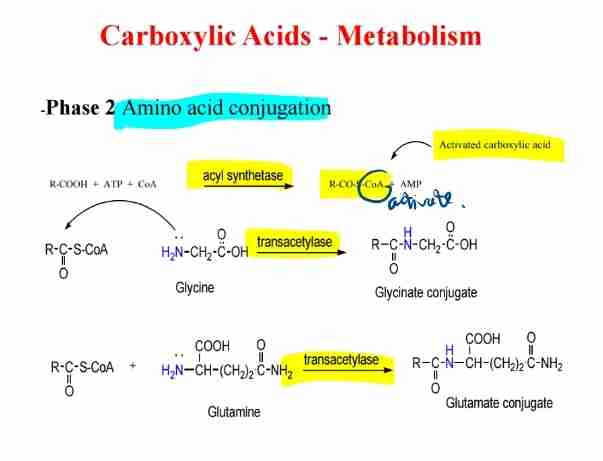 <p><span>Amino acids (e.g., glycine, glutamine) form conjugates with activated carboxylic acids.</span></p>