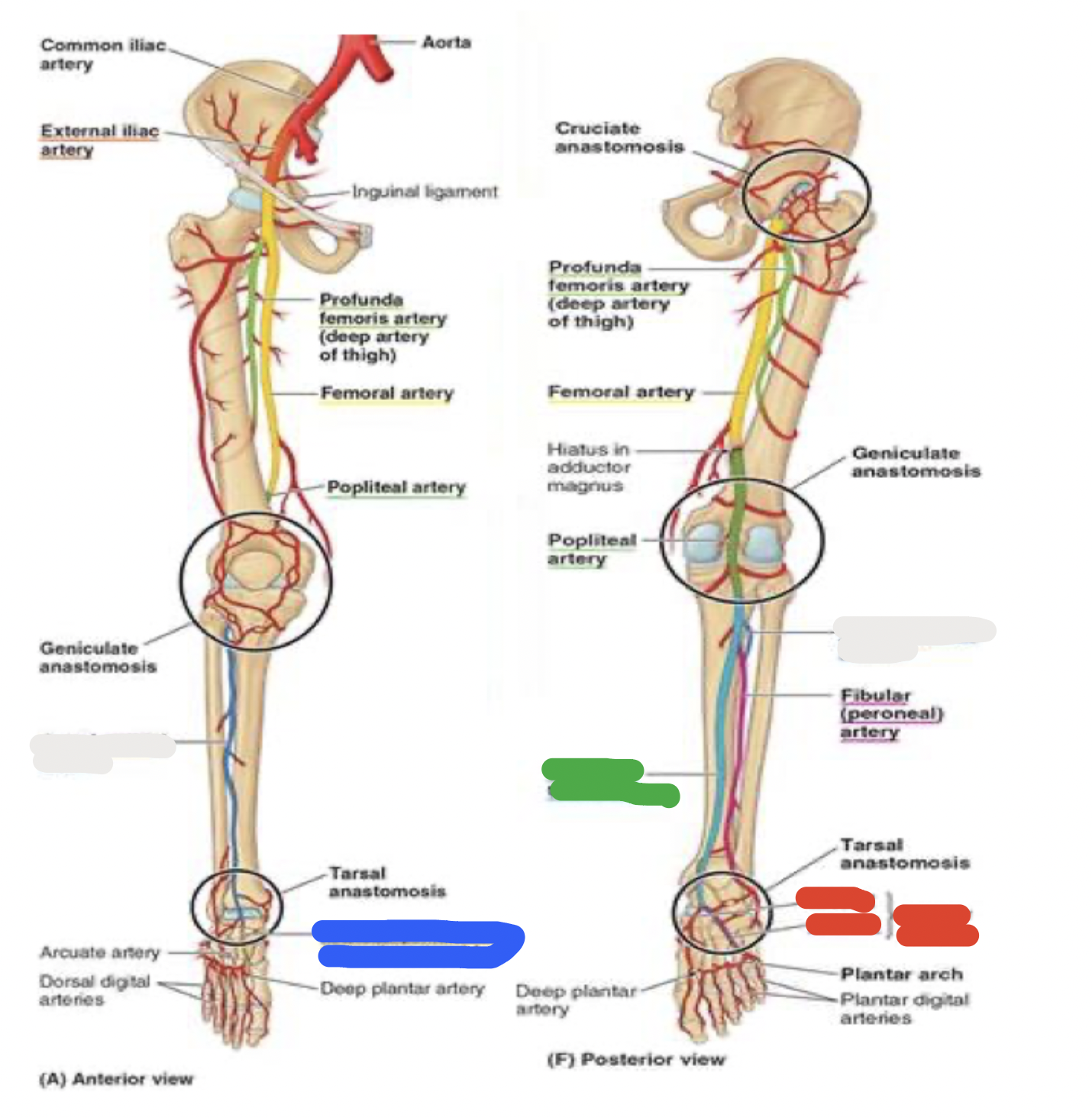 <p>blood supply to the foot: white </p>