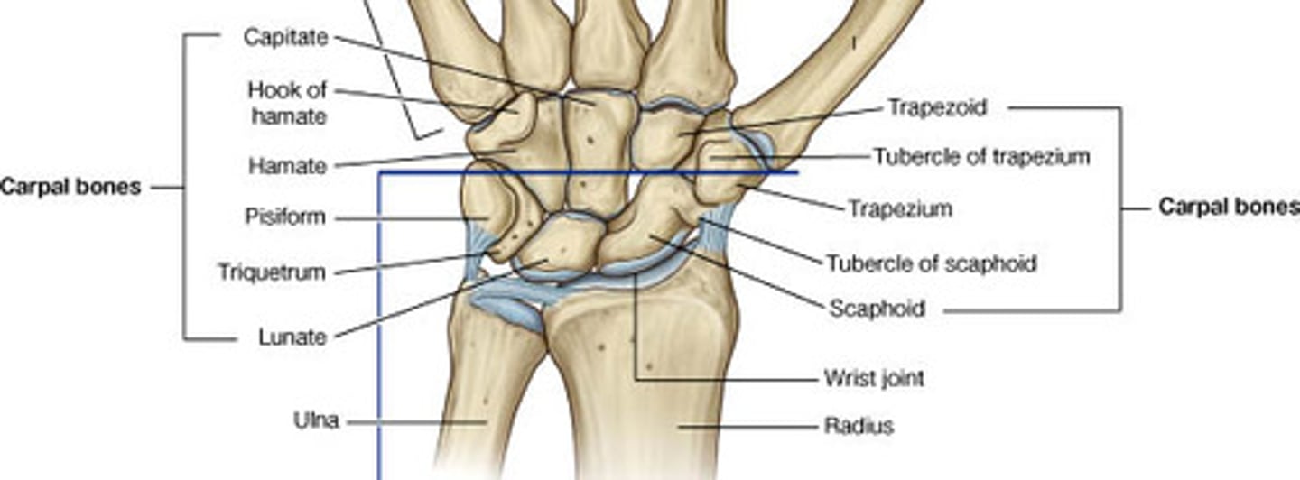 <p>Moving component: capitate, scaphoid, lunate, triquetrum,trapezoid, convex moving on concave (except for the trapezoid which is concave moving on convex), osteo/arthrokinematic motion occurs in the opposite direction</p>