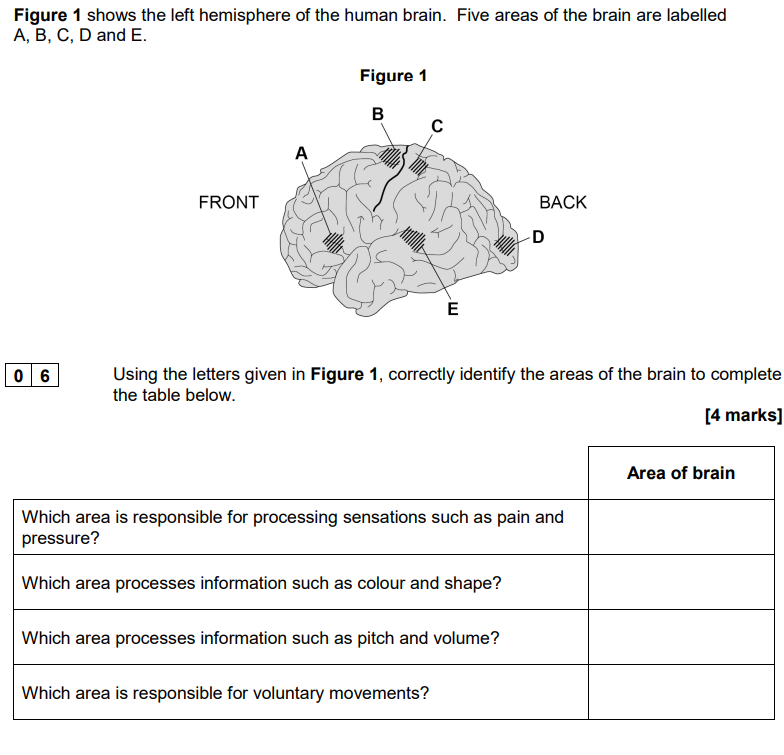 Using the letters given in Figure 1, correctly identify the areas of the brain to complete the table below. (4)