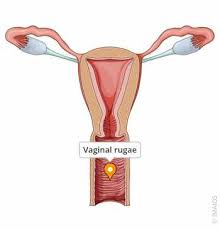 <p><strong>Rugae of Vagina</strong></p><p>function</p>