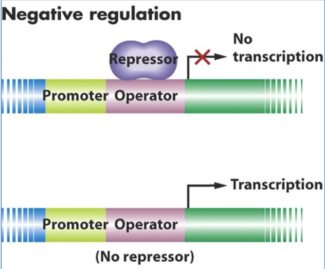 <p>A repressor protein must bind to the regulatory DNA as a prerequisite to stop gene expression.</p>