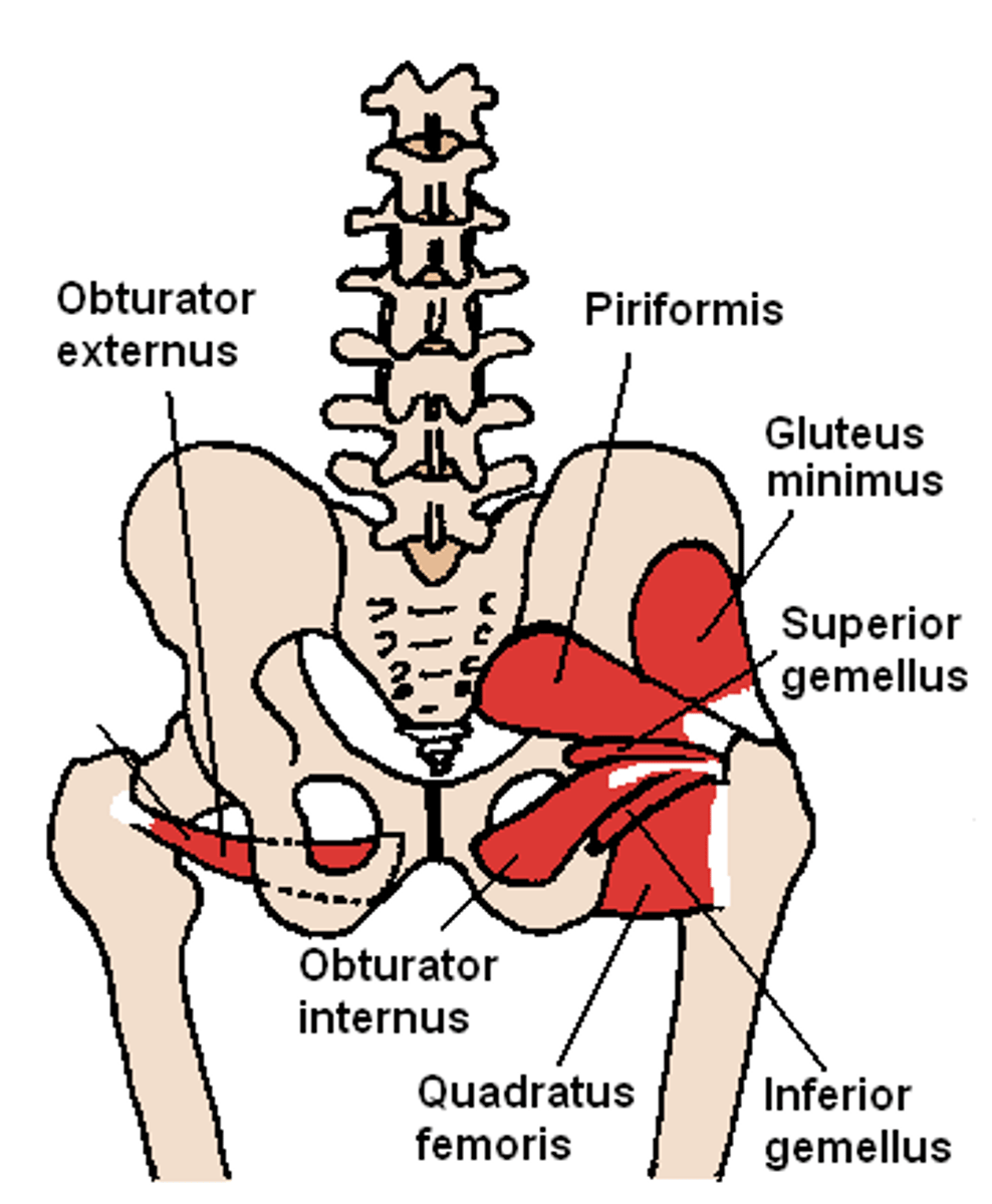 <p>laterally rotates thigh at hip</p>