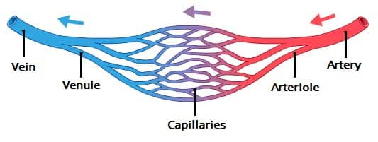 <p>blood drains from capillaries to very small venules where its at its lowest pressure</p><p>venules then drain intro “true veins” which can be small, medium, and large</p><ul><li><p>Wall thickness and blood pressure gradually increases as blood approaches the heart.</p></li><li><p><strong>Tunica externa</strong> is the thickest tunic, rich in collagen.</p></li><li><p>Blood pressure in veins remains <strong>much lower than in arteries</strong>.</p></li></ul><p>veins have valves to prevent backflow of blood</p>