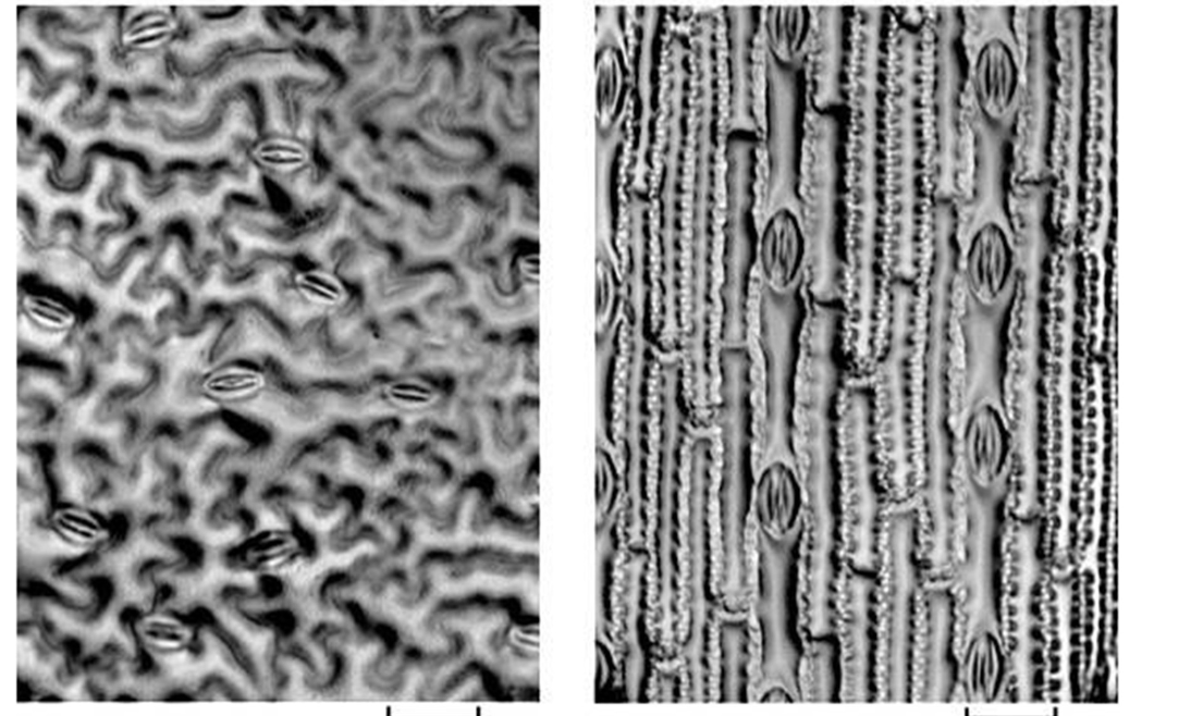 <p>Which of these are stomatas of Dicots and Monocots</p>