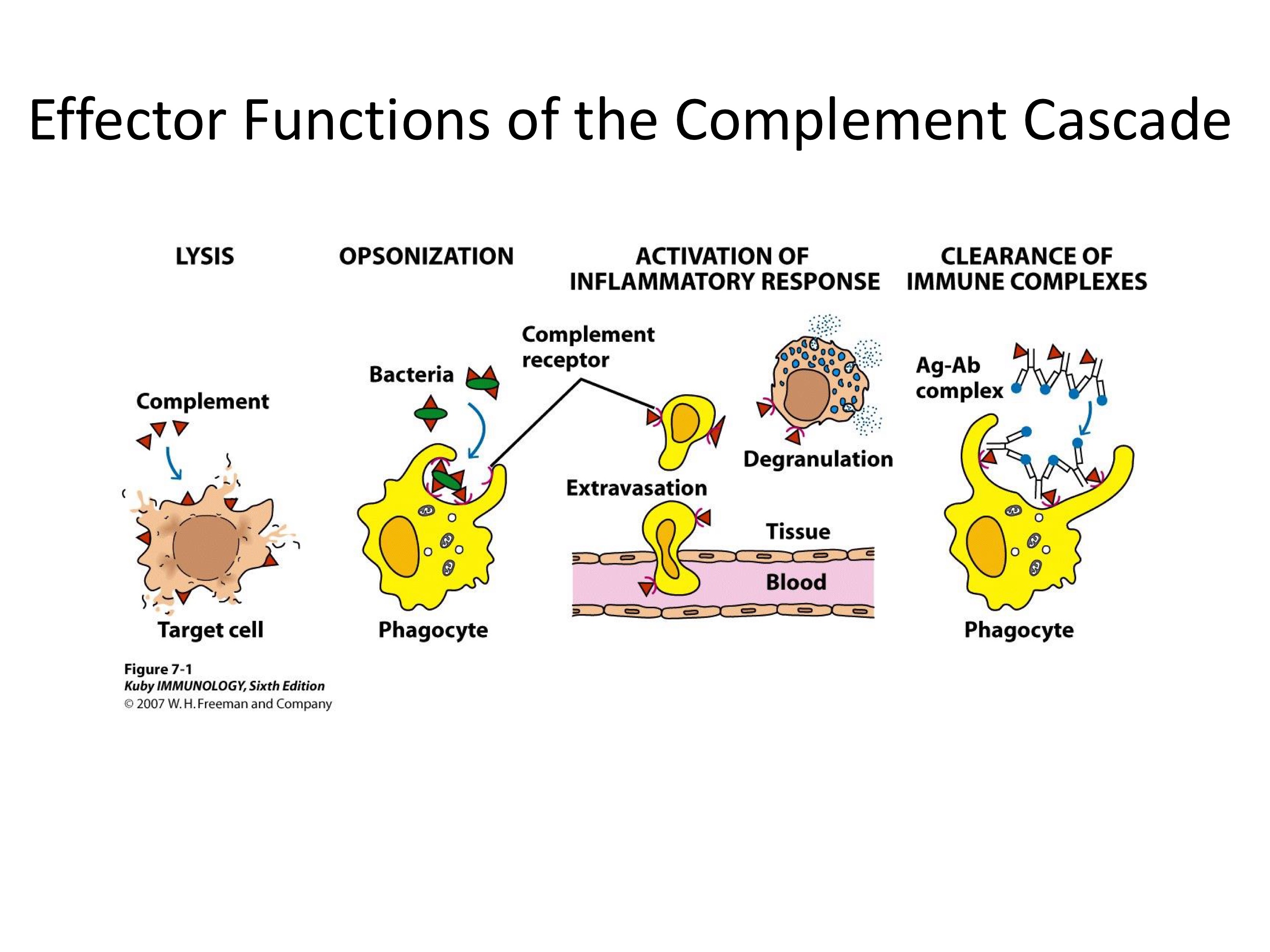 <ul><li><p>A proteolytic cascade!</p></li><li><p>System of plasma proteins that can be activated directly by pathogens or indirectly by pathogen-bound antibody —> reactions that occur on the surface of pathogens &amp; generates active components with various effector functions</p></li></ul><p></p>