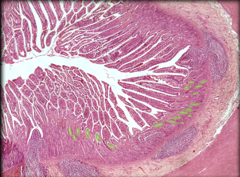 knowt flashcard image