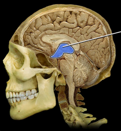 <p><span><span>Diencephalon</span></span></p>