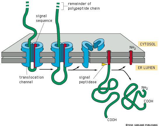 <p><span> Sequences vary<br>• Each has 7 or more nonpolar amino acids at its center</span></p>