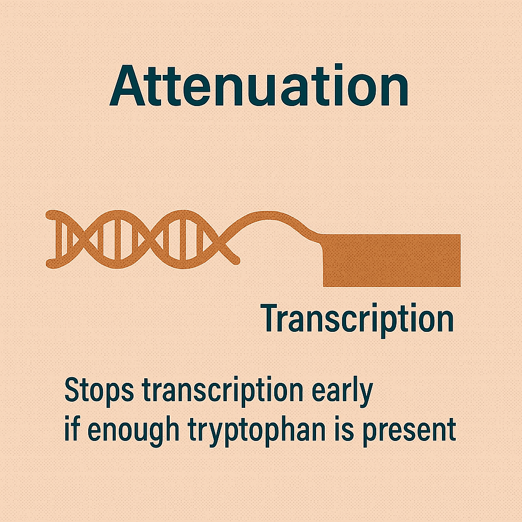 <p>Attenuation</p>