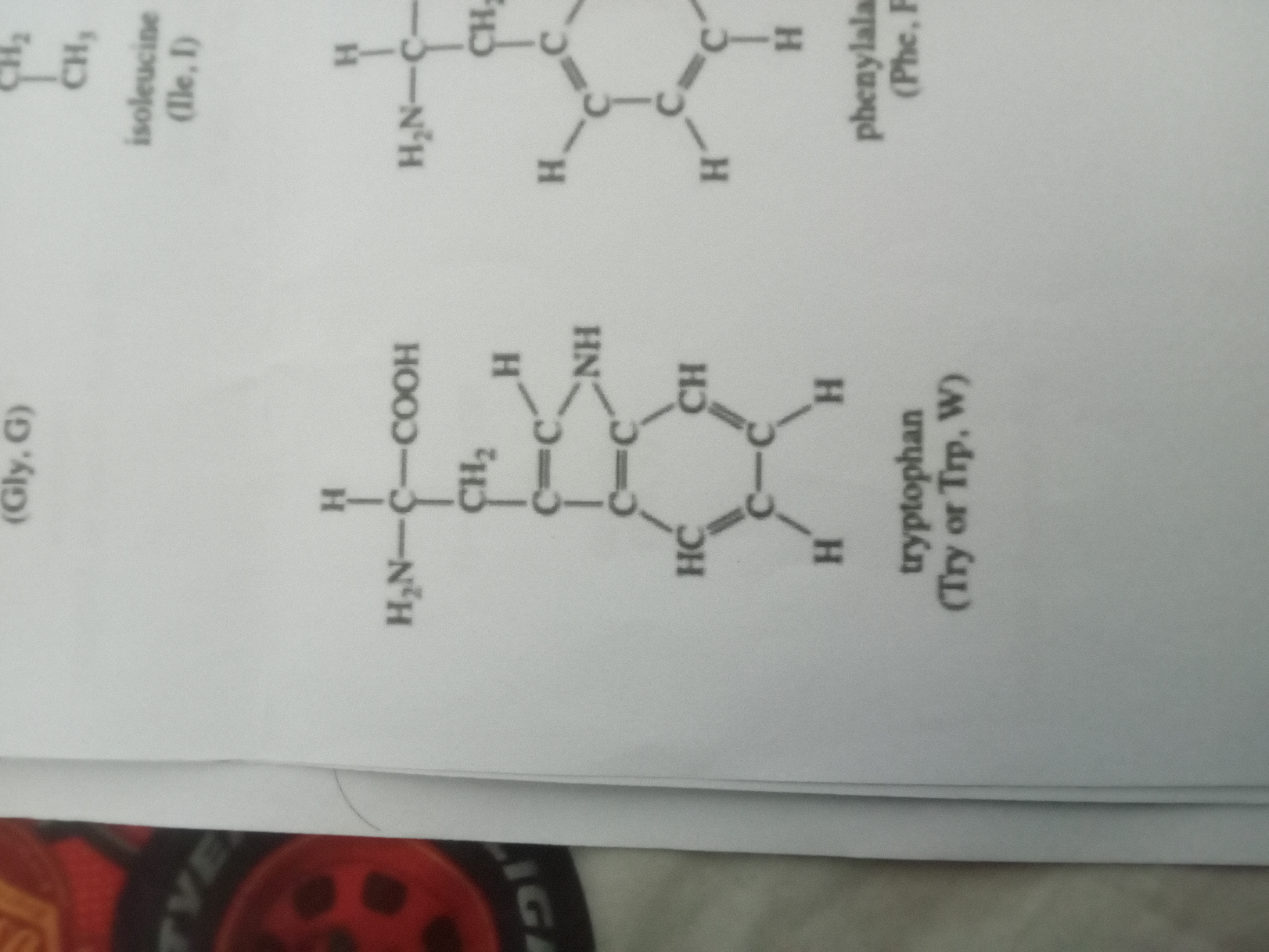 <p>Tryptophan </p>