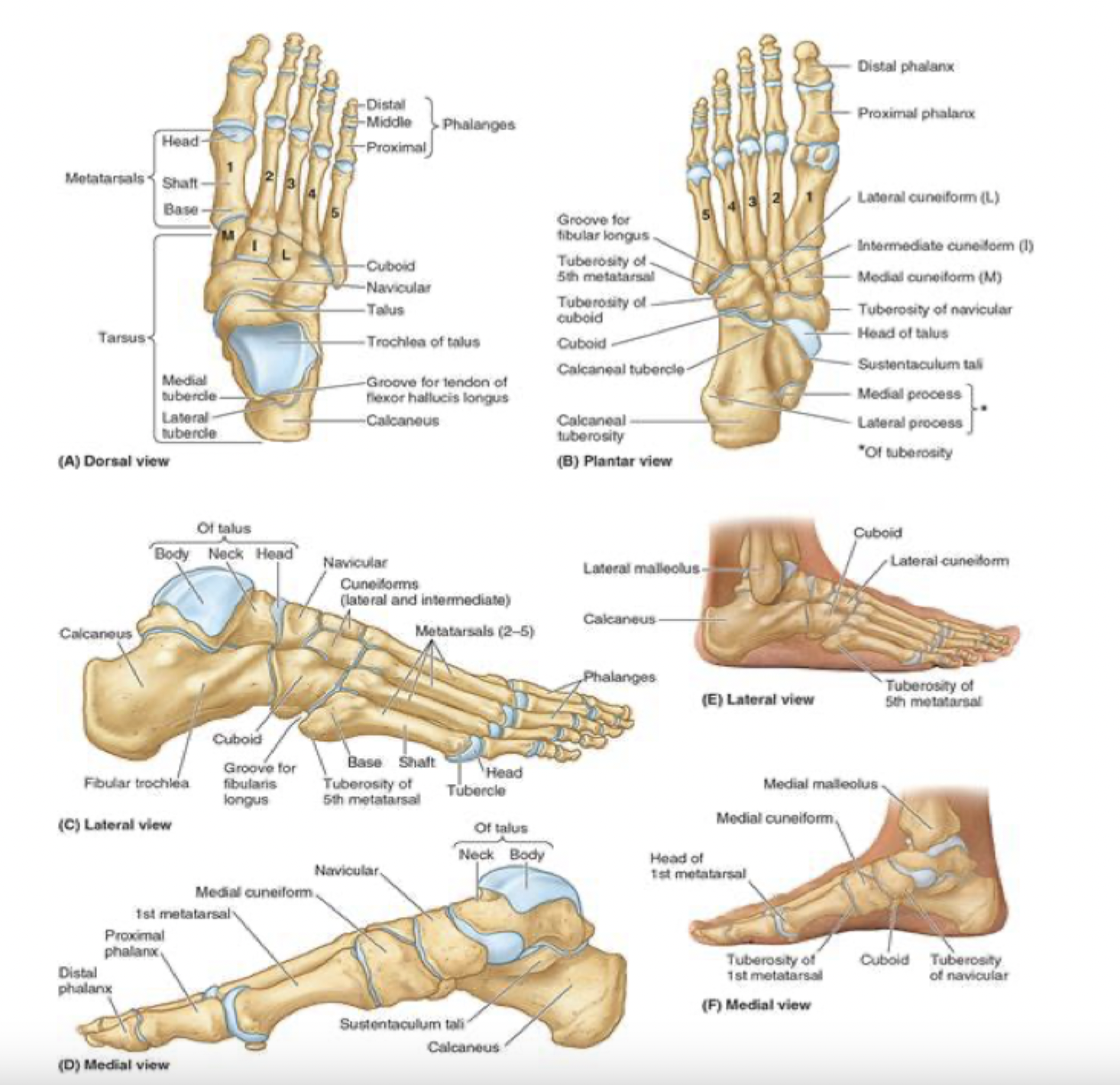 <ul><li><p>cuboid </p><ul><li><p>most lateral of the tarsal bones </p></li><li><p>in distal row with 3 cuneiform bones </p></li><li><p>the cuboid articulates with metatarsals 4 and 5</p></li></ul></li></ul><p></p>