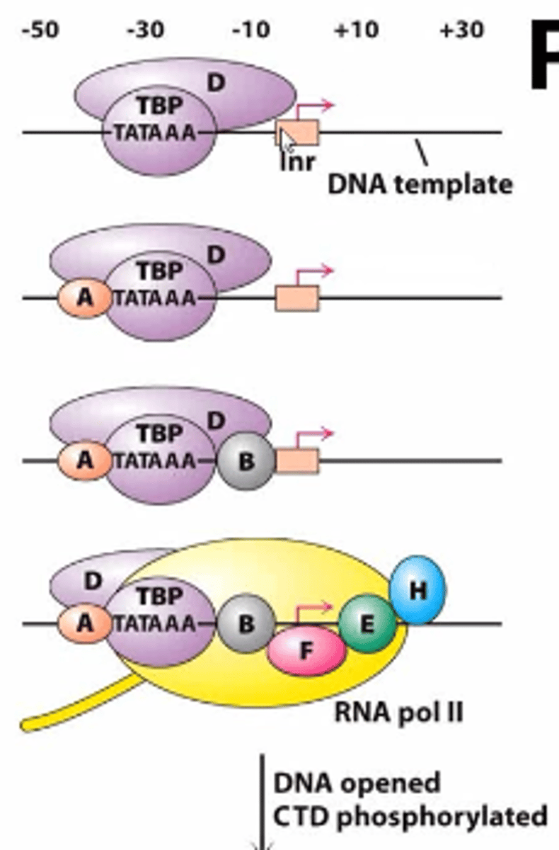 <p>Prevents inhibitory proteins from disrupting TBP binding</p>