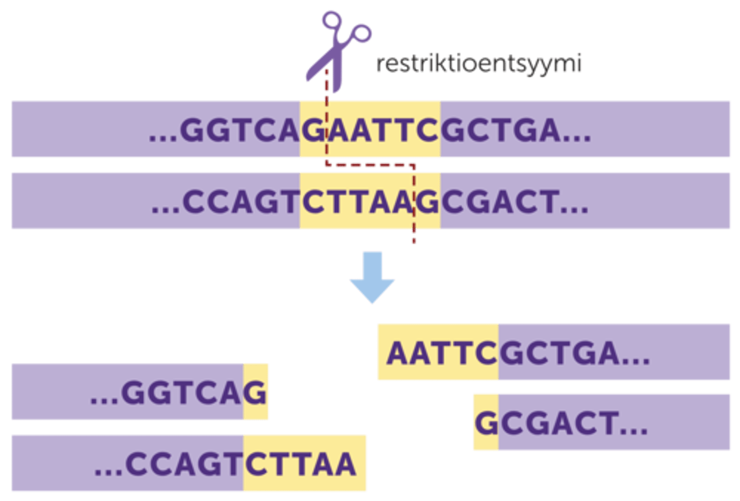 <p>(käyttö genetiikassa)</p><p>Entsyymejä, jotka katkaisevat DNA:n kaksoisjuosteen. Geenitekniikassa käytettävät _______ katkaisevat DNA-molekyylin aina tietyn emäsjärjestyksen kohdalta.</p><p>-genetiikassa eristetään bakteereista</p><p>-Jokainen __________ on erikoistunut katkaisemaan DNA:ta vain tietyn emäsjärjestyksen kohdalta</p>