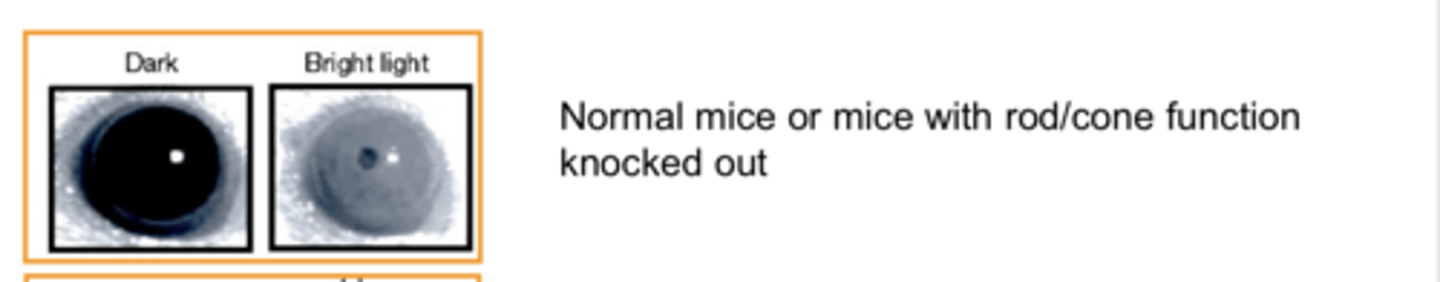 <p>Pupil Function in Normal Mice &amp; Mice with Rod/Cone Function Knocked Out (Pic)</p>