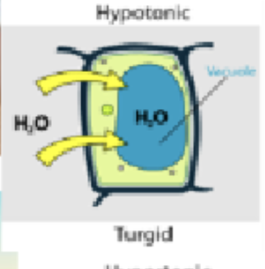 <p>Turgid (bursting) (too much water in)</p>