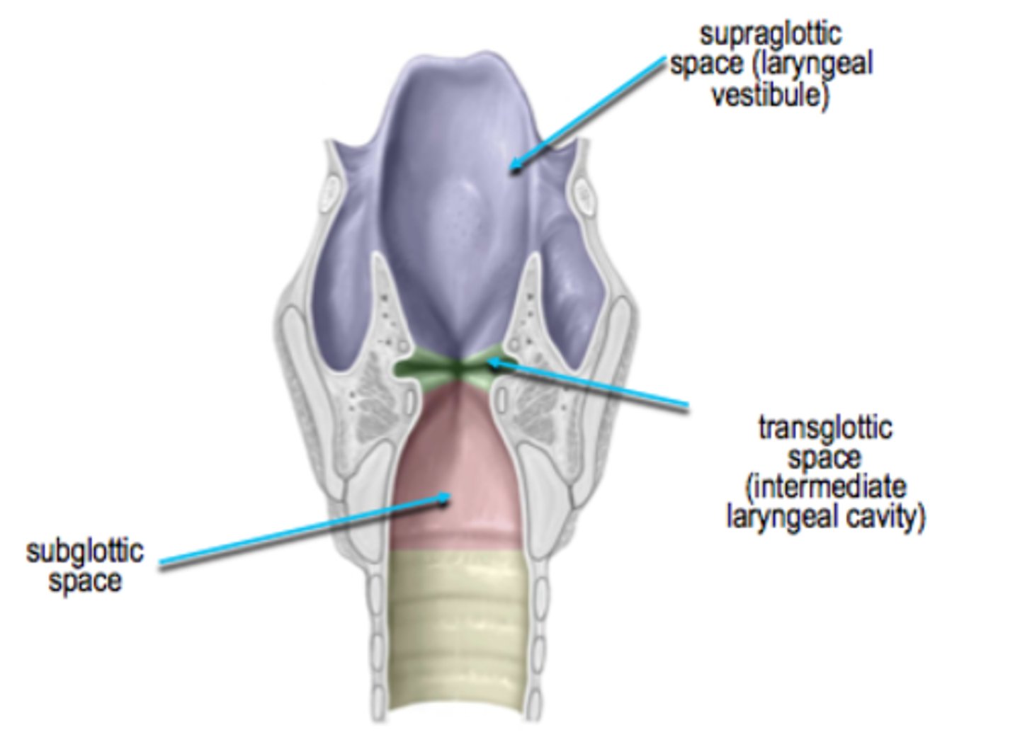 <p>Vestibule+ laryngeal ventricle</p>