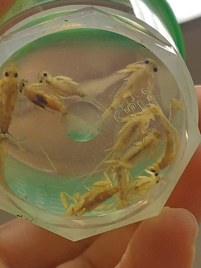 <p>Gills on abdominal segments 2-5 usually plate like, with basal gill tufts or flaps</p><p>Usually mottled yellow pattern</p><p>Very flat heads with horizontal orientation</p><p>Very flat bodies with outspread legs</p>