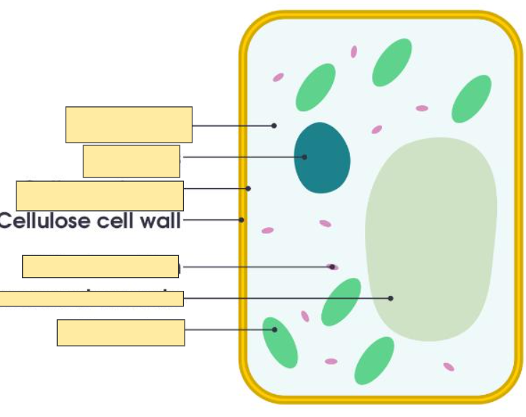 <p>Cell Wall</p>