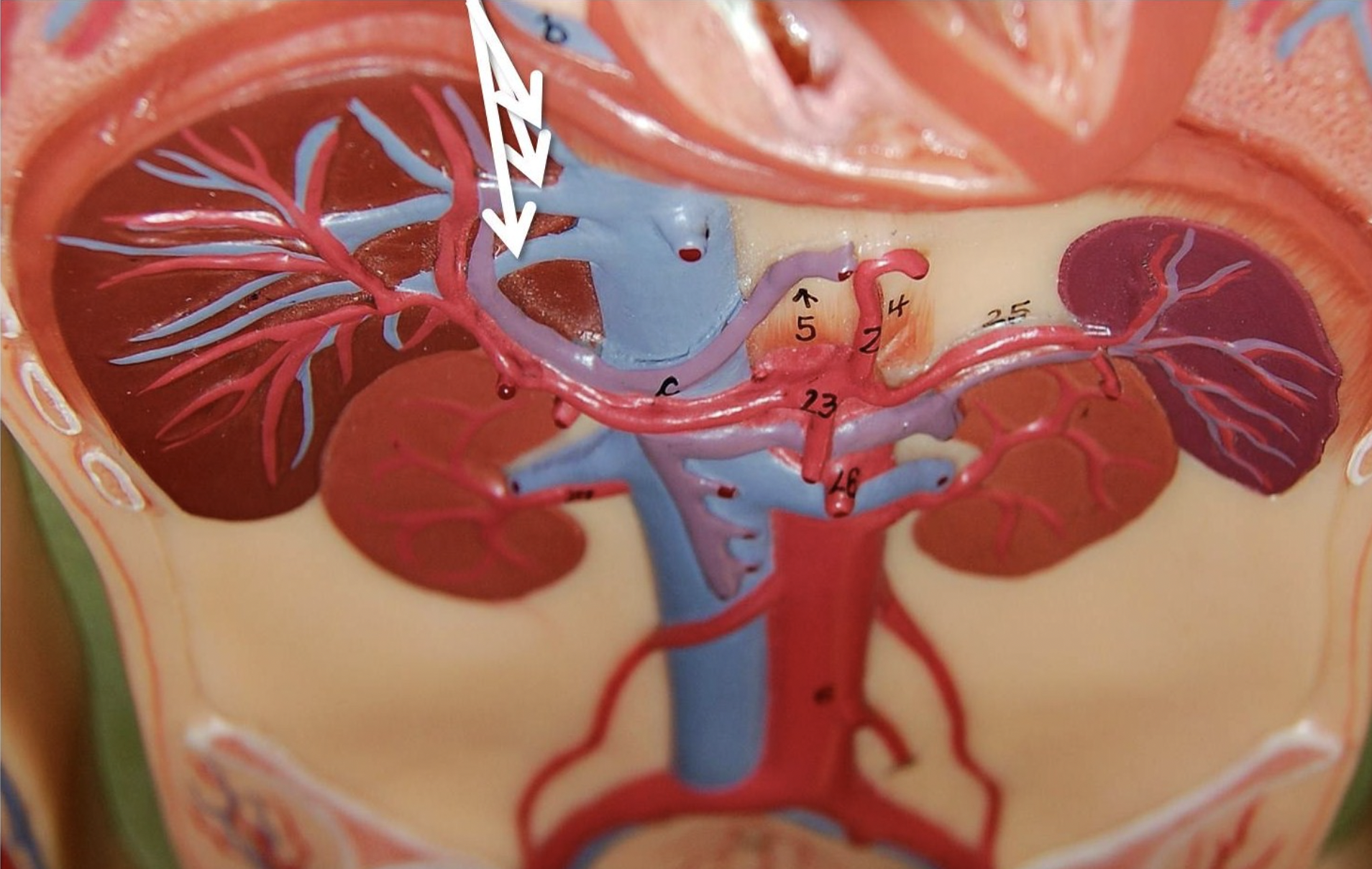 <p>A vein that carries deoxygenated blood away from the liver.</p>