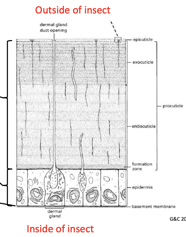 <p>cuticle (exoskeleton), epidermis, basement membrane</p>