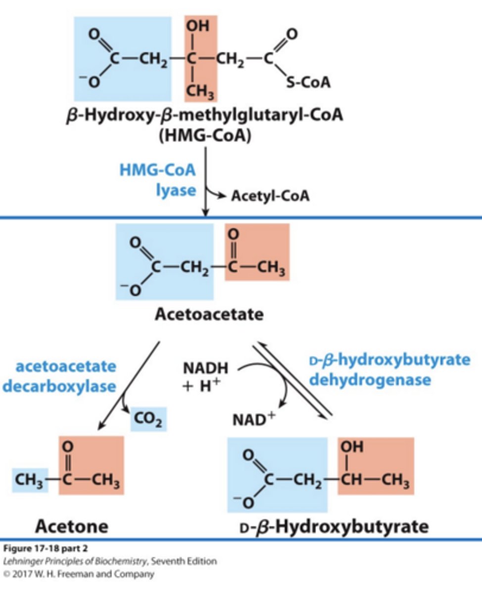 <p>In order to traffic to other tissues, CoA must be removed. Acetone, acetoacetate, and b-hydroxybutyrate can then travel through the blood.</p>