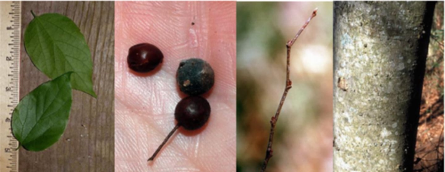 <p>Leaves: alternate, simple, lanceolate long acuminate, sometimes with teeth, leaves are smaller than hackberry, 2-4” long, thin, light green in color, smooth on both sides. </p><p>Twigs: zig-zag, reddish brown, somewhat lustrous </p><p>Buds: similar to hackberry; pseudo-terminal, triangular and flat. </p><p>Fruit: orange- red to blue black, sweet and juicy, on 1” stalk, early fall maturity. </p><p>Bark: normally without wart-like projections, but if present, corky ridges are not continuous. Much smoother than hackberry. Lighter-colored splotching on most.</p><p>Form/Silvics: Site preference: prefers floodplains, sloughs, clay soil, but tolerates urban conditions well; resistant to witches’ broom; flood and shade tolerant. Mature size 60-80’ tall.</p>