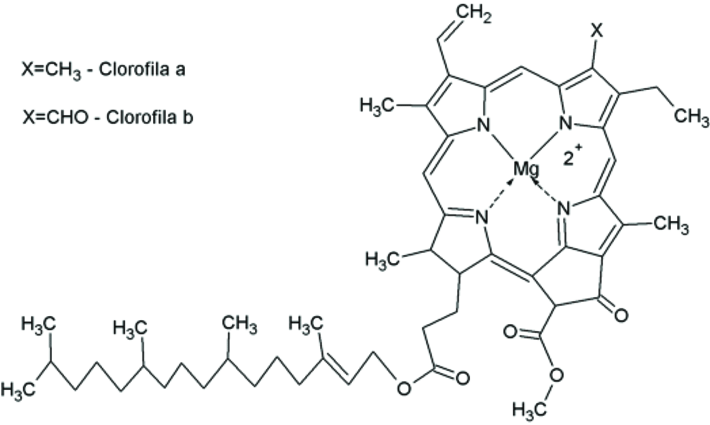 <ul><li><p><span>Anell de porfirina i cadena lateral hidrocarbonada</span></p></li><li><p><span>Té un </span><strong><span>Mg (MAGNESI) </span></strong><span>al centre i un sistema altern d'enllaços dobles i senzills</span></p></li><li><p><span>(a) té un grup metil</span></p></li><li><p><span>(b) té un grup carbonil (CHO)</span></p></li><li><p><span>Absorbeix llum de l’espectre visible vermella (600-700) i blava (400-500)</span></p></li><li><p><span>La cadena hidrocarbonada lliga la clorofil·la en la membrana tilacoidal del cloroplast</span></p></li></ul><p></p>