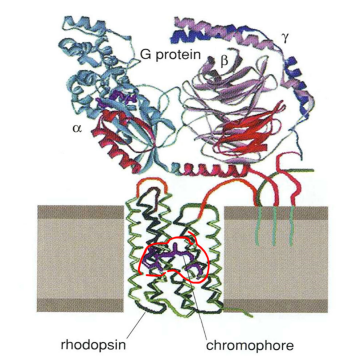 <p>visual pigment that uses 11-cis retinal as its chromophore</p><ul><li><p>protein portion of the rhodopsin is called an opsin</p></li><li><p>light-absorbing portion is called chromophore</p></li><li><p>G protein lies above a rhodopsin molecule</p></li></ul><p>overall is a photopigment molecule that is a 7 transmembrane-spanning G-protein receptor (tail of chromophore attaches to FFAK → a protein code at a lysine in the 7th alpha helical domain)</p>