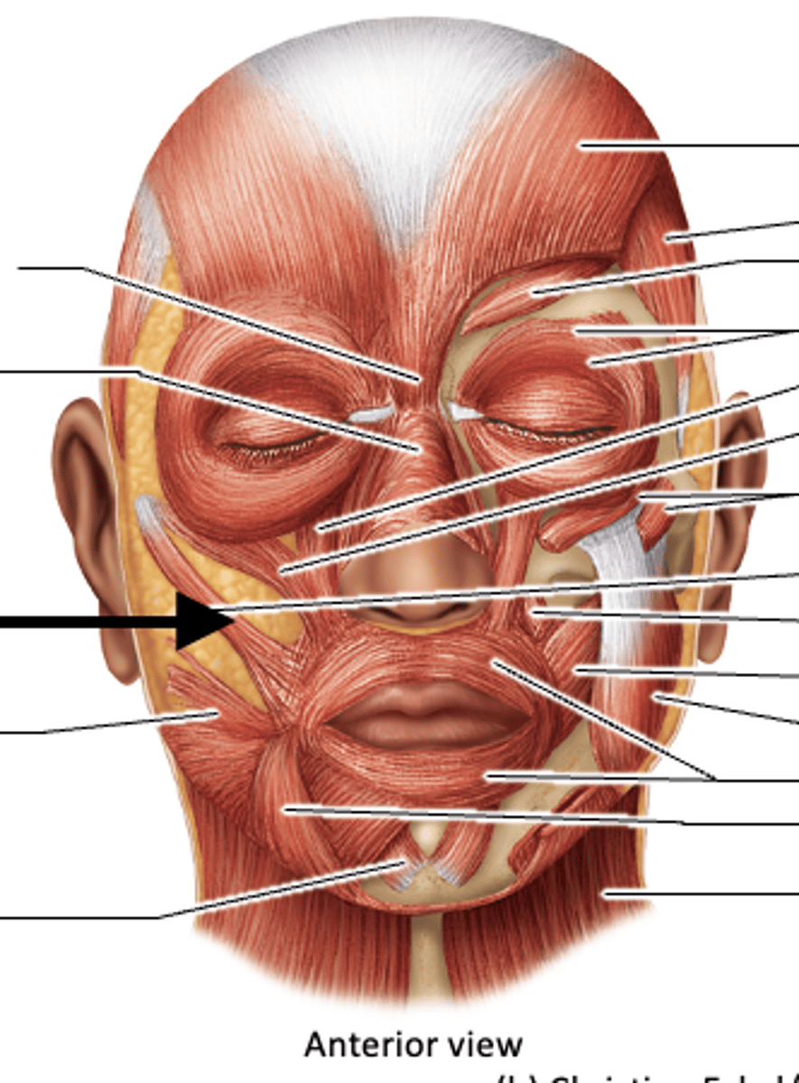 <p>origin: zygomatic bone</p><p>insertion: angle of mouth</p><p>action: elevates and abducts upper lip and corner of mouth "smile"</p>
