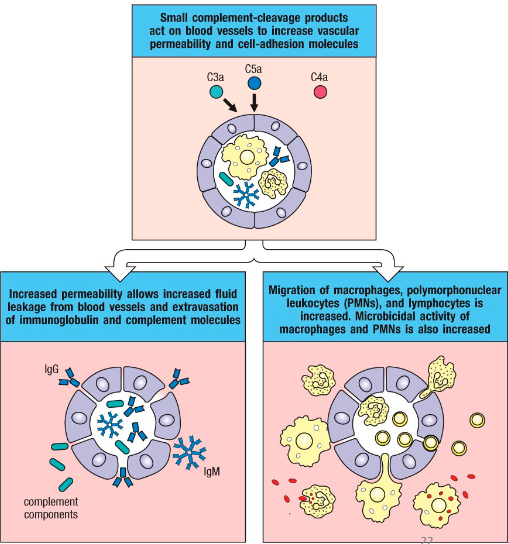 <ul><li><p>Additional signaling results in cleavage of other complement molecules</p></li><li><p>C3a and C5a recruit phagocytes and promote inflammation by <strong>vasodilatation</strong></p></li><li><p>If present in large amounts, C3a and</p><p>C5a à anaphylactic shock</p></li></ul><p></p>