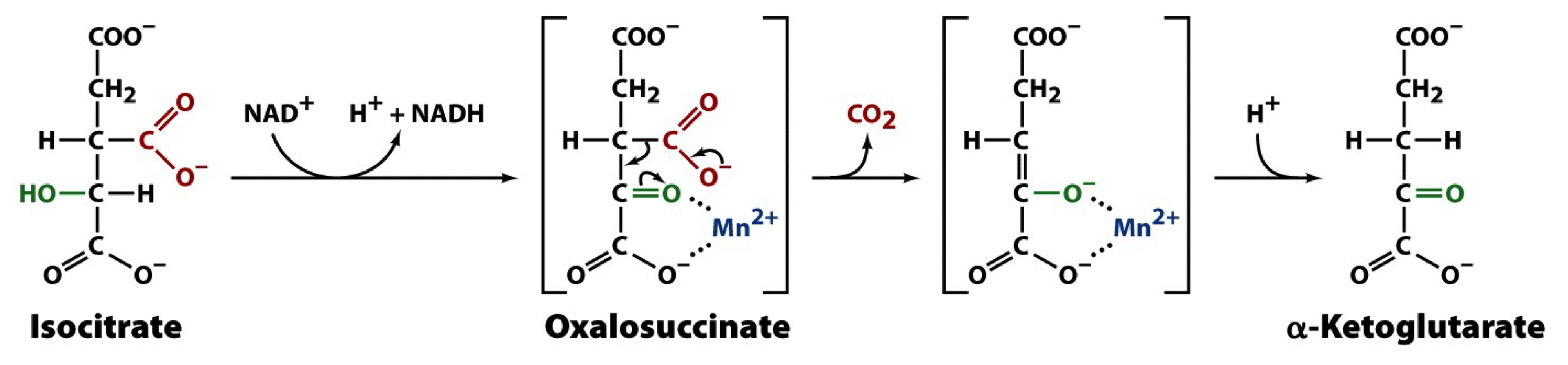 isocitrate dehydrogenase

2 hydrogen atoms are removed from the secondary alcohol of isocitrate, forming an α-keto group

the intermediate in this dehydrogenation reaction is enzyme-bound oxalosuccinate, an α-keto tricarboxylic acid that spontaneously converts to α-KG releasing CO2 via a β-elimination reaction (assisted by Mn2+ or Mg2+ that polarize the new carbonyl)

the second metabolically irreversible reaction of the TCA cycle

the first of four oxidation-reduction reactions