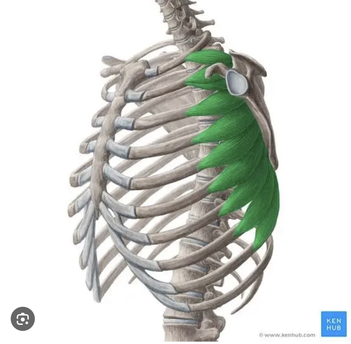 <p>Boxers muscle</p>