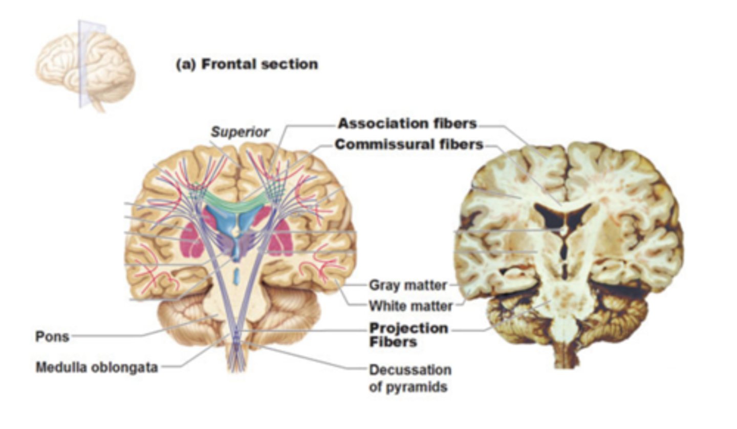 <p>different parts of the same hemisphere</p>
