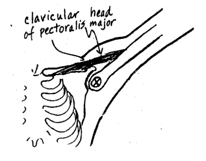 pectoralis major 

__Frontal Plane__ Movements

However, beyond 90 degrees the ….. assists in __abduction__.