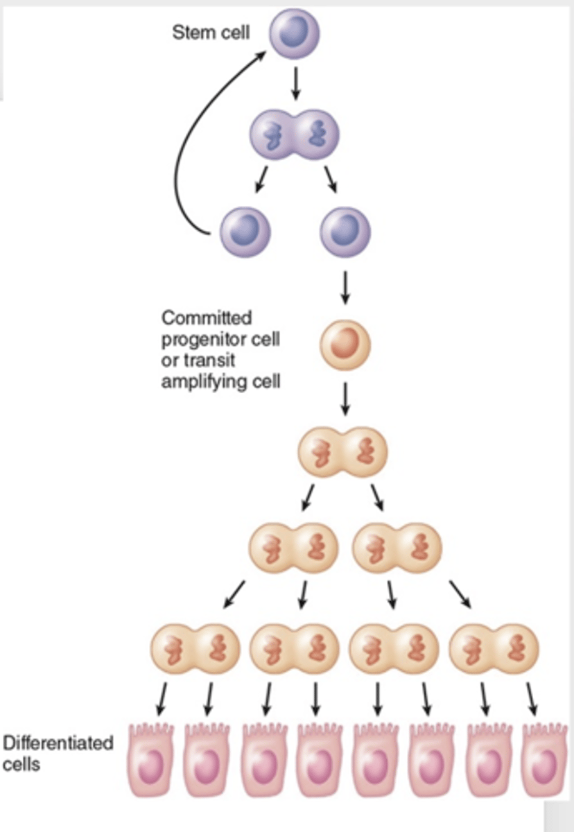 <p>What is unique about stem cell divisions?</p>
