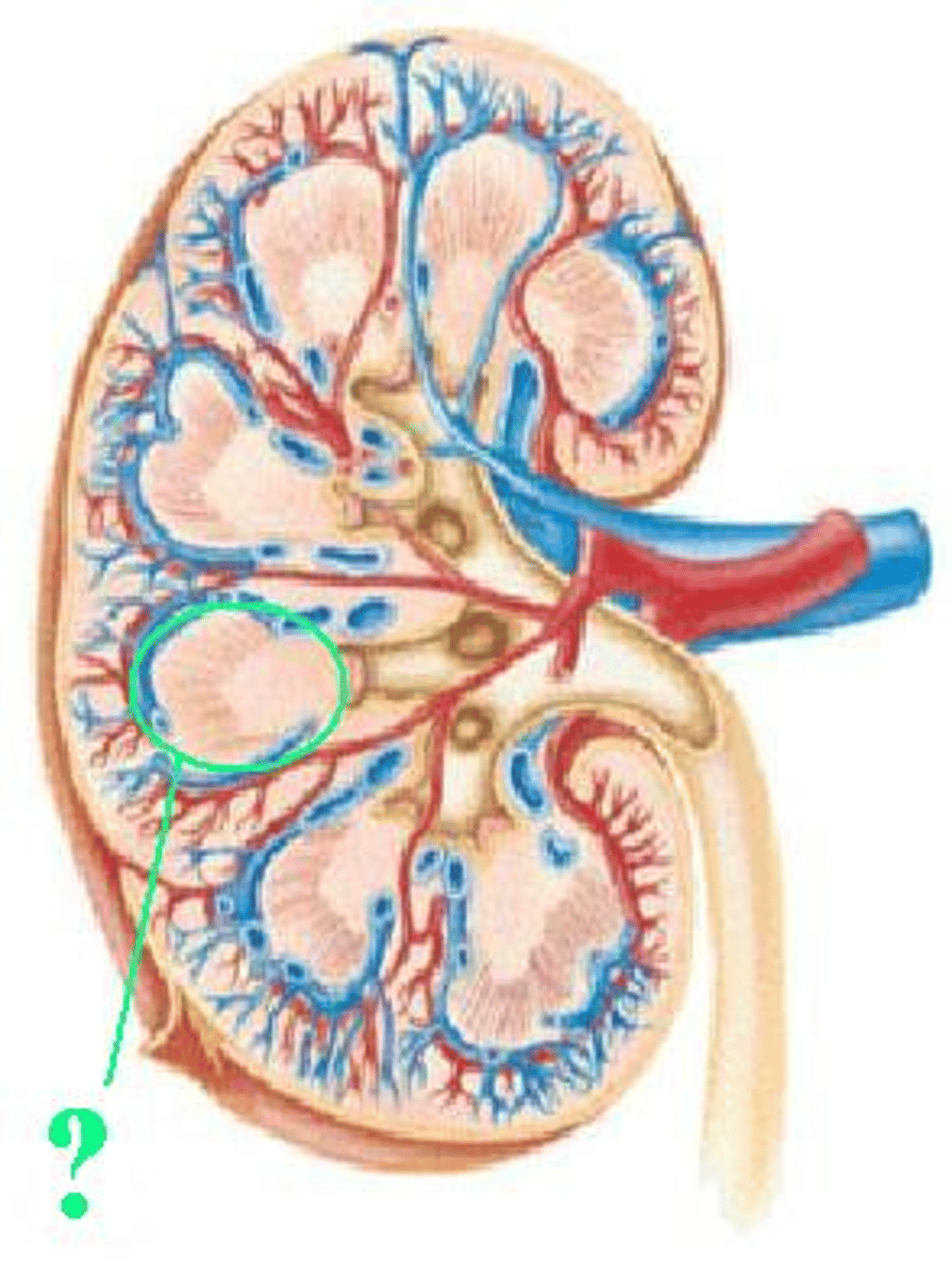 <p>Identify the indicated region of the kidney.</p>